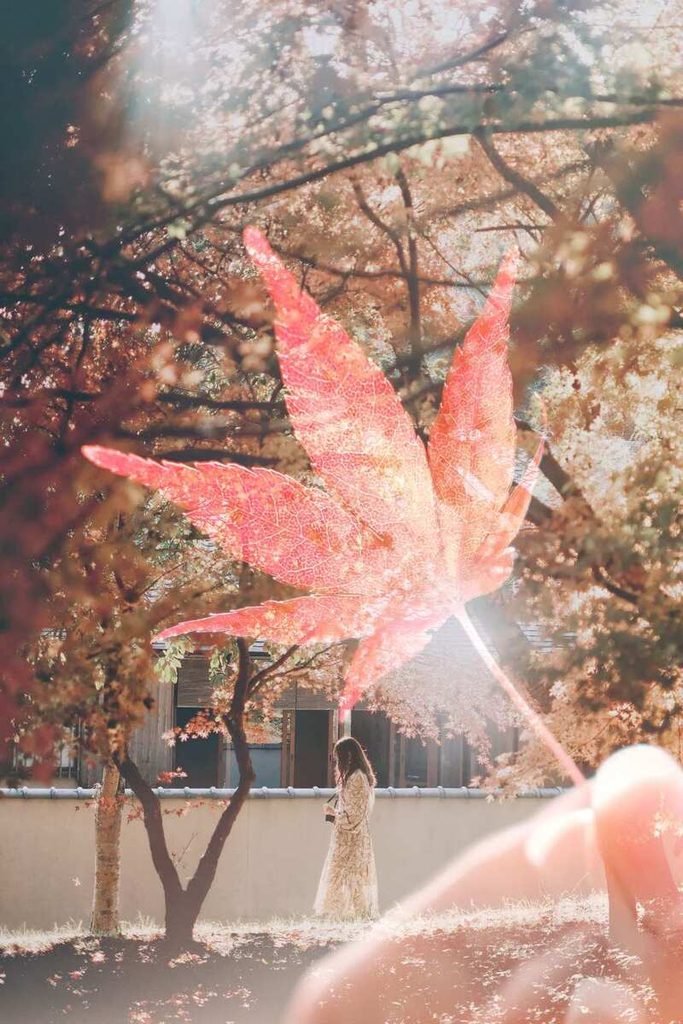 Grande feuille d’érable rouge photographiée au premier plan devant un paysage d’automne lumineux.