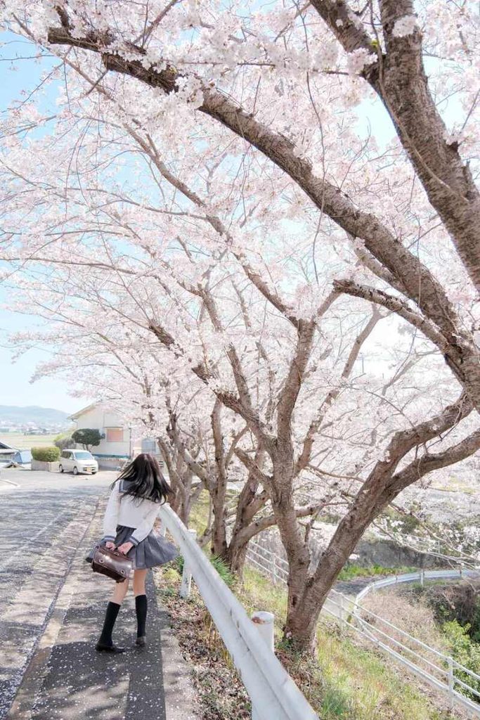 Jeune femme marchant sous des cerisiers en fleurs, un sac à la main, au bord d’une route.